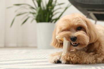 Cute dog with chew bone on floor at home, space for text