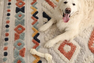 Cute dog with chew bone on floor at home, above view. Space for text