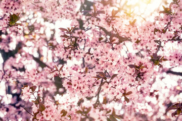 Beautiful cherry blossoms in spring time, pink cherry blossom, pink cherry blossoms background 