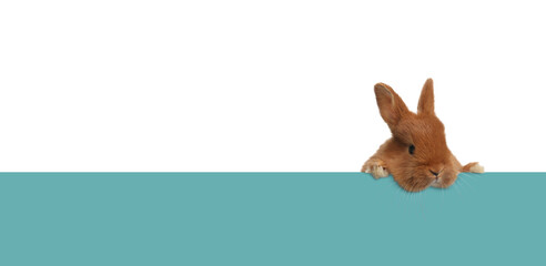Cute fluffy bunny peeking out from turquoise paper banner on white background