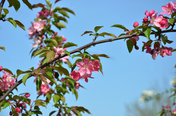 Crab apple tree 'Malus toringo scarlett' blooming branch with crimson flowers and leaves  against blue sky background.