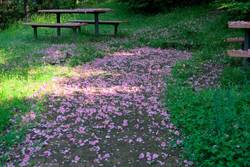 八重桜の花びらが敷き詰められた公園の小道
