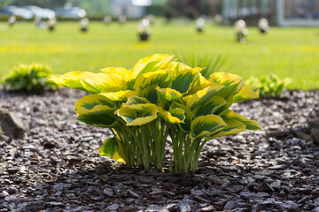 Hosta - an ornamental plant for modern landscaping park and garden design. Hosta (Funkia, plantain lilies) in the garden. Close-up green and white leaves.