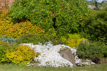 Flowering carpet Phlox subulata (creeping phlox, moss phlox) in a modern garden. Groundcover flowering plant Phlox subulata in modern landscaping. White and pink carpet of flowers creeping phlox