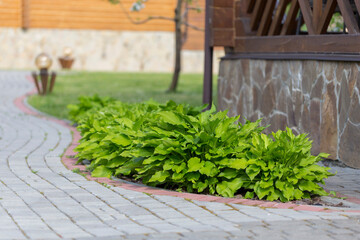 Hosta - an ornamental plant for modern landscaping park and garden design. Hosta (Funkia, plantain lilies) in the garden. Close-up green and white leaves.