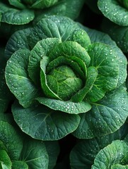 Obraz premium Fresh green cabbage growing in the farm field