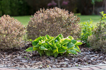 Hosta - an ornamental plant for modern landscaping park and garden design. Hosta (Funkia, plantain lilies) in the garden. Close-up green and white leaves.