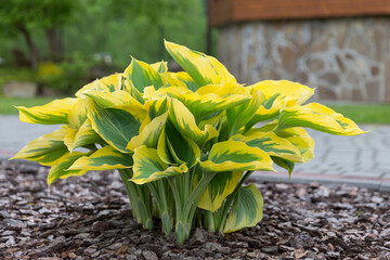 Hosta - an ornamental plant for modern landscaping park and garden design. Hosta (Funkia, plantain lilies) in the garden. Close-up green and white leaves.