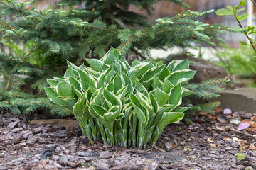 Hosta - an ornamental plant for modern landscaping park and garden design. Hosta (Funkia, plantain lilies) in the garden. Close-up green and white leaves.