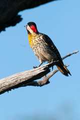 Green barred Woodpecker in forest environment,  La Pampa province, Patagonia, Argentina.
