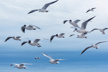 Obraz premium Seagull flock on sky background.