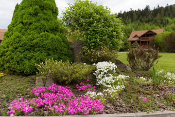 Flowering carpet Phlox subulata (creeping phlox, moss phlox) in a modern garden. Groundcover flowering plant Phlox subulata in modern landscaping. White and pink carpet of flowers creeping phlox