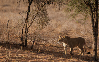 Lioness on the prowl 