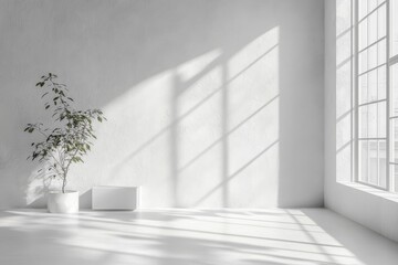 Minimalist white room sunlit plant and box