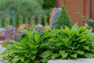 Hosta - an ornamental plant for modern landscaping park and garden design. Hosta (Funkia, plantain lilies) in the garden. Close-up green and white leaves.
