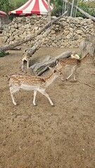 Deer with large antlers in a tranquil enclosure surrounded by autumn foliage
