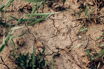Green grass growing on dry cracked ground parched earth splitting during a drought, showing the...