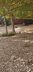 Rabbit exploring a garden area surrounded by trees and fences in a sunny outdoor setting