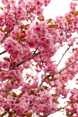Beautiful pink sakura flowers blooming on branches in spring, creating a stunning natural display against a clear sky, symbolizing renewal and the beauty of nature. Japanese Sakura Flower