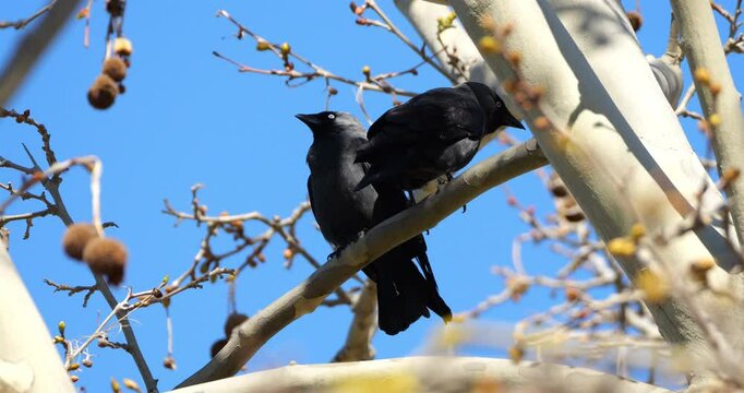 Couple of Western jackdaws (Coloeus monedula), perched on a platanus, France