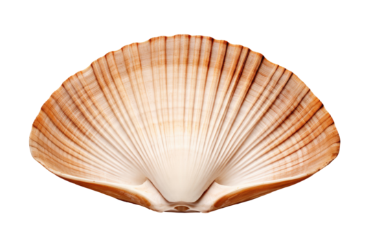 sea shell isolated on white