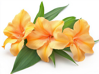 Fototapeta premium a canna isolated on a white background, a high-resolution photograph,