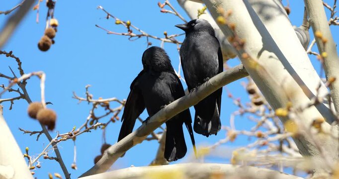 Couple of Western jackdaws (Coloeus monedula), perched on a platanus, France