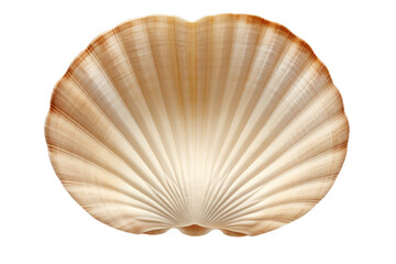sea shell isolated on white