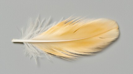 Obraz premium A single feather with a white shaft and yellow barbs.
