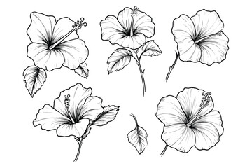 Fototapeta premium Set of vector line art hibiscus flower icons, simple design, white background