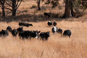 Beef cows and calves grazing on grass on a beef cattle farm in  Australia. breeds include murray grey, angus and wagyu