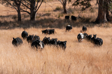 Stud beef hereford cows in a field on a farm in England. English cattle in a meadow grazing on pasture in springtime. Green grass growing in a paddock on a sustainable agricultural ranch.