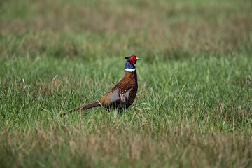 adult male common pheasant (phasianus colchicus) perching on ground