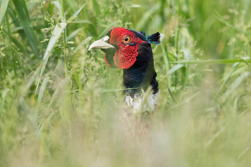 adult male common pheasant (phasianus colchicus) looking out of high grass