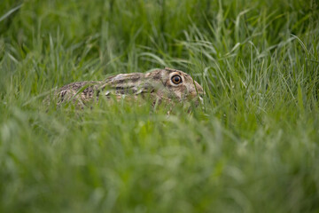 european brown hare (lepus europaeus) in green grass tries to hide