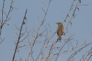 common grasshopper warbler (locustella naevia) perching in tall forb