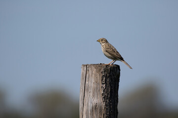 adult corn bunting (emberiza calandra) perching on a pole
