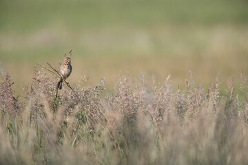 adult corn bunting (emberiza calandra) perching on a forb