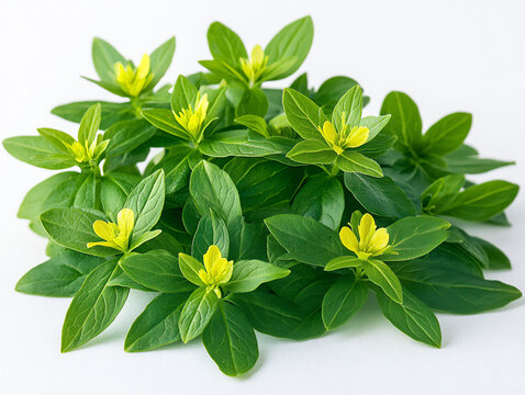a celadine isolated on a white background, a high-resolution photograph,