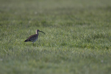 adult eurasian curlew (numenius arquata) on breeding ground, grassland