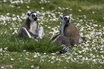 Lémuriens ( Lémur cata )