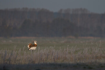 adult male great bustard (otis tarda) in pose on grassland