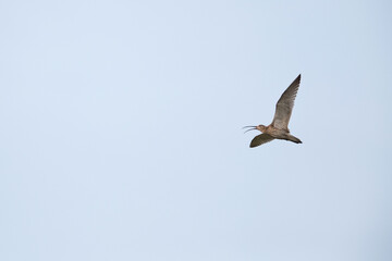 Fototapeta premium calling or warning adult eurasian curlew (numenius arquata)