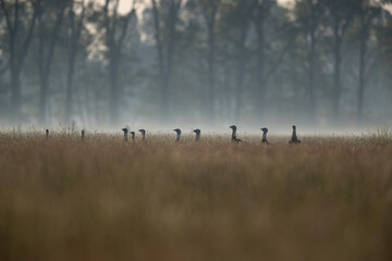 a group of adult male great bustards (otis tarda) in high grassland