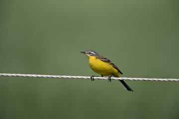 adult male western yellow wagtail (motacilla flava flava) peching on a electric fence