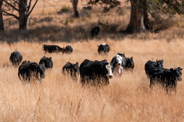 beautiful cattle in Australia  eating grass, grazing on pasture. Herd of cows free range beef being regenerative raised on an agricultural farm. Sustainable farming