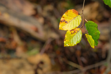Beech leaves in yellow autumn foliage close-up
