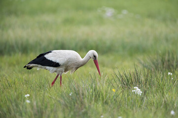 adult white stork (ciconia ciconia) searching for food in grassland
