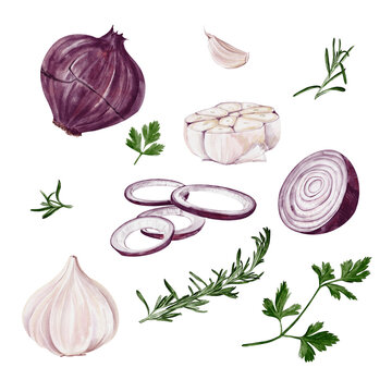  Set with onion and garlic and herbs. Red onion cut into rings and garlic cloves. Rosemary and parsley sprigs. Plant leaves. Watercolor illustration isolated from background