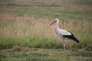 adult white stork (ciconia ciconia) searching for food on mowed meadow